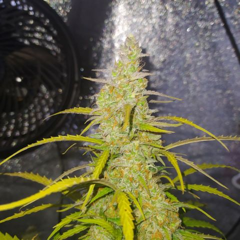AutoBlueberry #1 growlog timeline photo