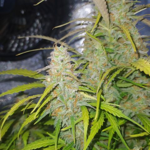 AutoBlueberry #1 growlog timeline photo