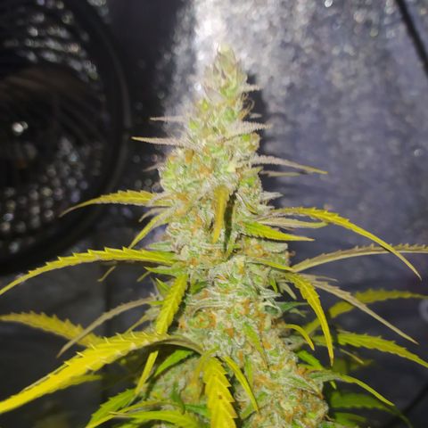 AutoBlueberry #1 growlog timeline photo