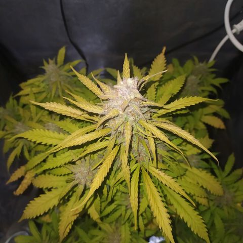 AutoBlueberry #1 growlog timeline photo