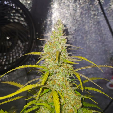 AutoBlueberry #1 growlog timeline photo