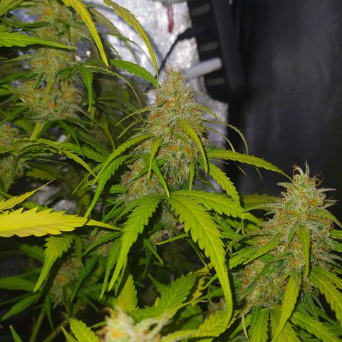 AutoBlueberry #1 growlog timeline photo