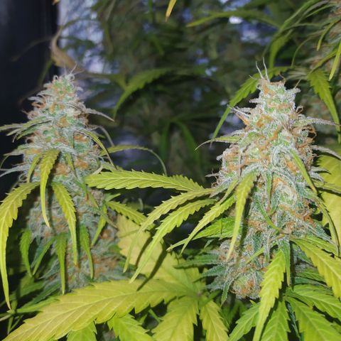AutoBlueberry #1 growlog timeline photo