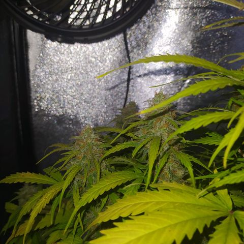 AutoBlueberry #1 growlog timeline photo