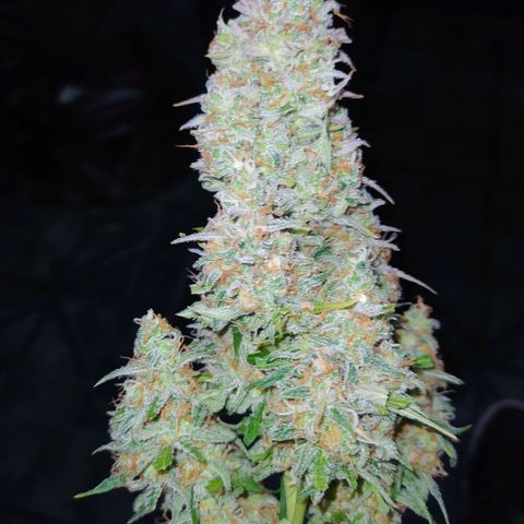 AutoBlueberry #1 growlog timeline photo