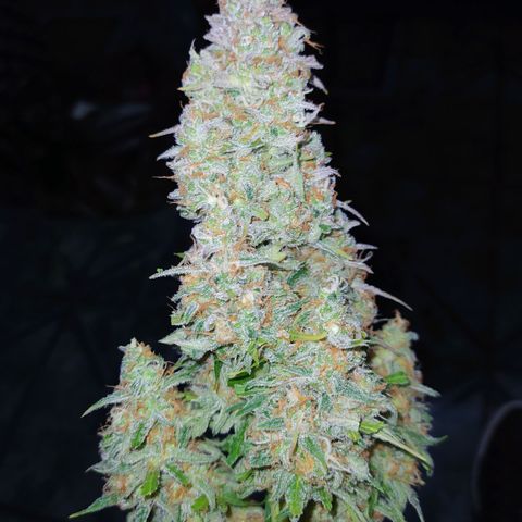 AutoBlueberry #1 growlog timeline photo
