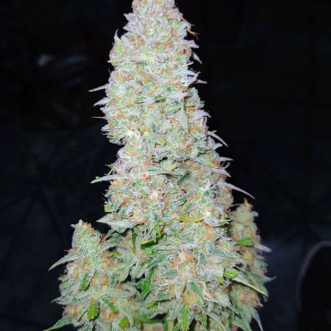 AutoBlueberry #1 growlog timeline photo
