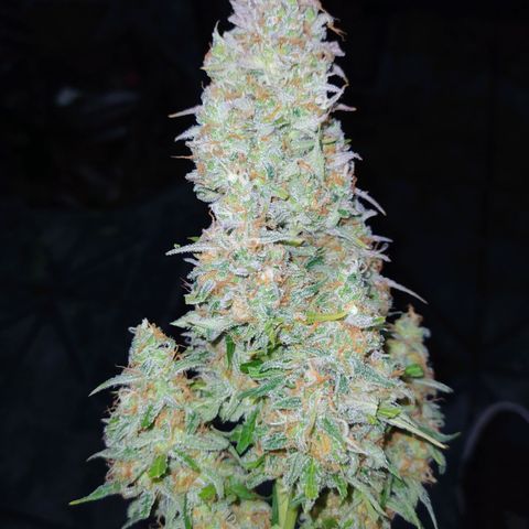 AutoBlueberry #1 growlog timeline photo