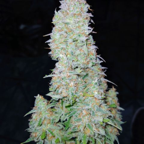 AutoBlueberry #1 growlog timeline photo
