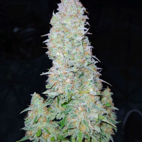 AutoBlueberry #1 growlog timeline photo