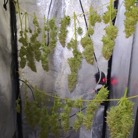 AutoBlueberry #1 growlog timeline photo