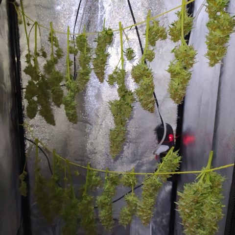 AutoBlueberry #1 growlog timeline photo