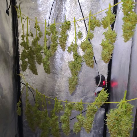 AutoBlueberry #1 growlog timeline photo