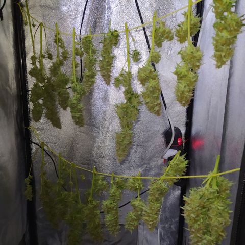 AutoBlueberry #1 growlog timeline photo