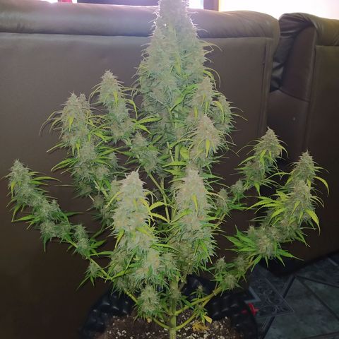 AutoBlueberry #1 growlog timeline photo