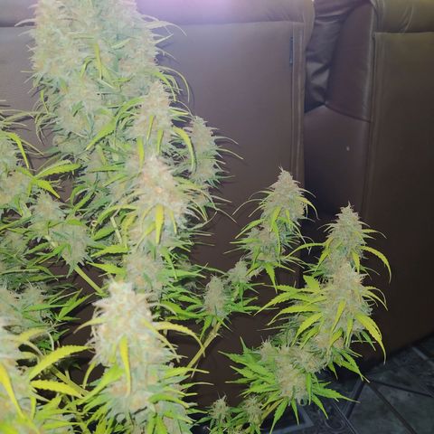 AutoBlueberry #1 growlog timeline photo