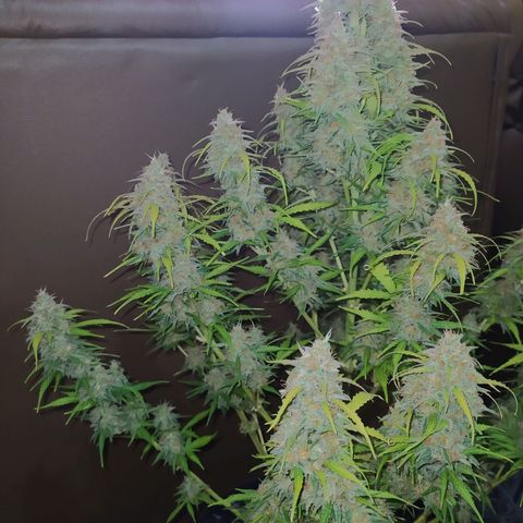 AutoBlueberry #1 growlog timeline photo