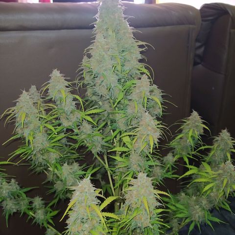 AutoBlueberry #1 growlog timeline photo