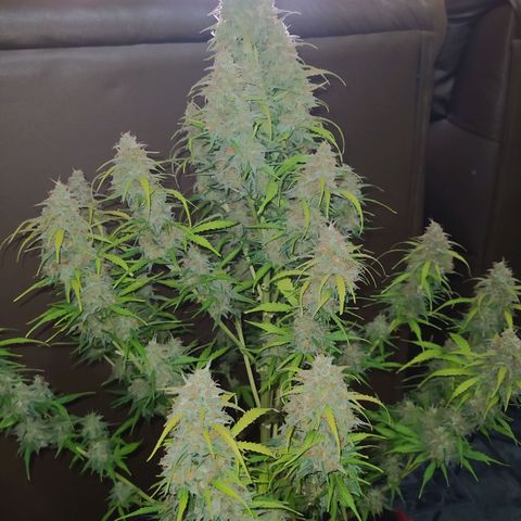 AutoBlueberry #1 growlog timeline photo