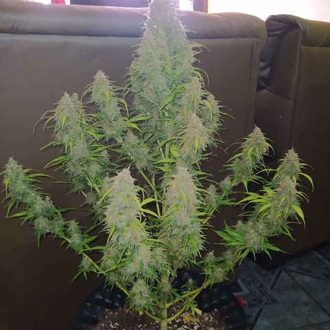 AutoBlueberry #1 growlog timeline photo