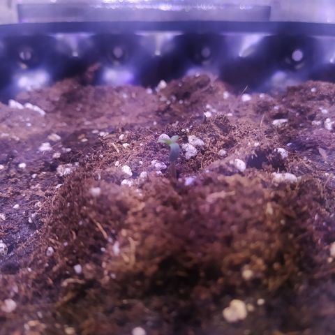 Double Cookies growlog timeline photo