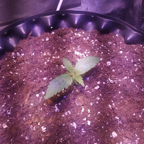 Double Cookies growlog timeline photo