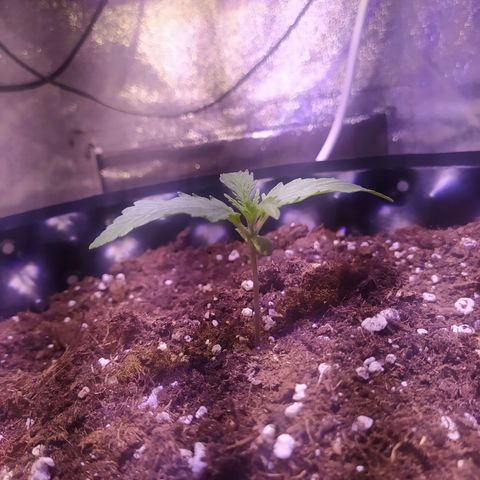 Double Cookies growlog timeline photo
