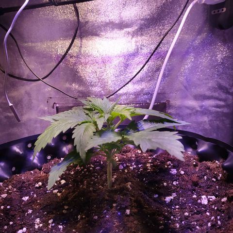 Double Cookies growlog timeline photo
