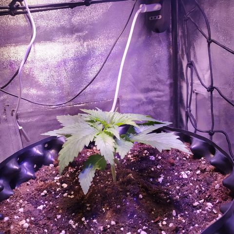 Double Cookies growlog timeline photo