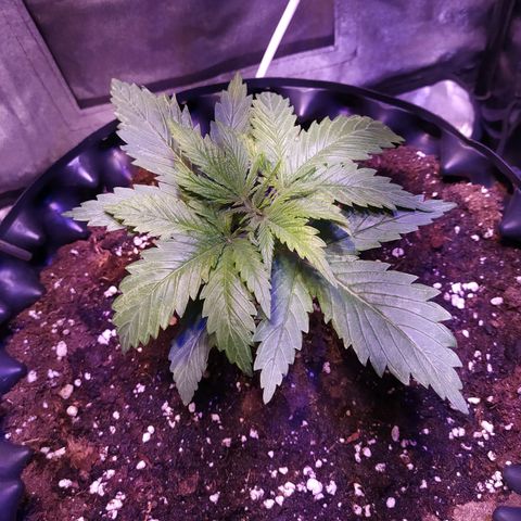 Double Cookies growlog timeline photo