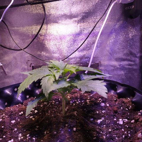 Double Cookies growlog timeline photo