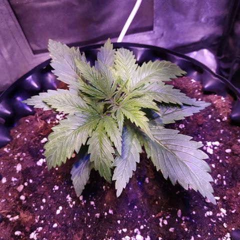 Double Cookies growlog timeline photo