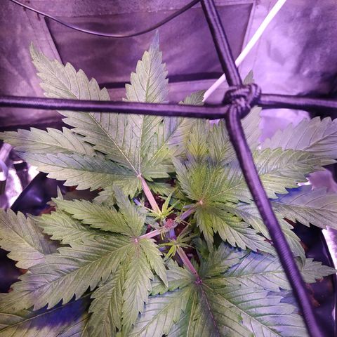 Double Cookies growlog photo: Poda apical