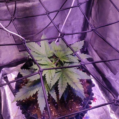 Double Cookies growlog photo: Poda apical