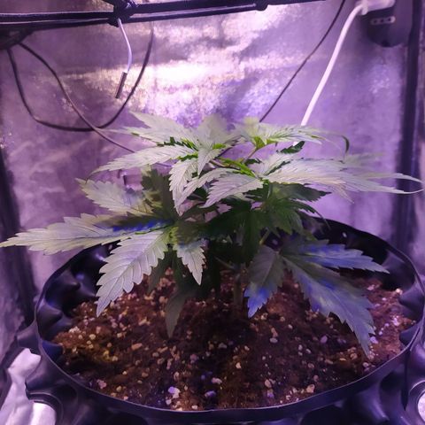 Double Cookies growlog photo: Poda apical