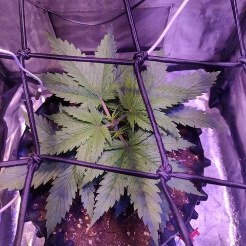 Double Cookies growlog photo: Poda apical
