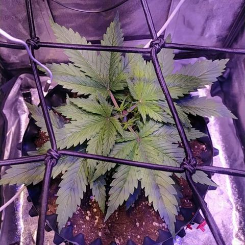 Double Cookies growlog photo: Poda apical