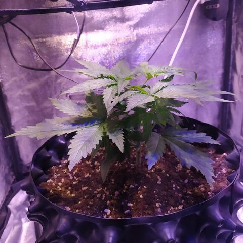 Double Cookies growlog photo: Poda apical