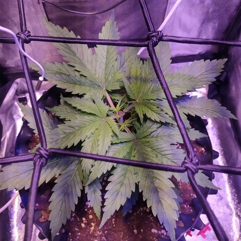 Double Cookies growlog photo: Poda apical