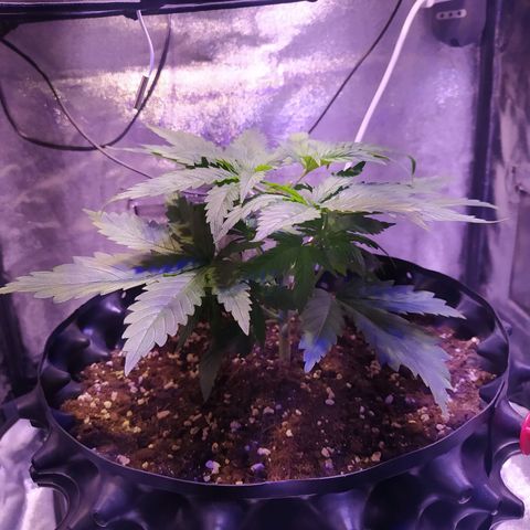 Double Cookies growlog photo: Poda apical