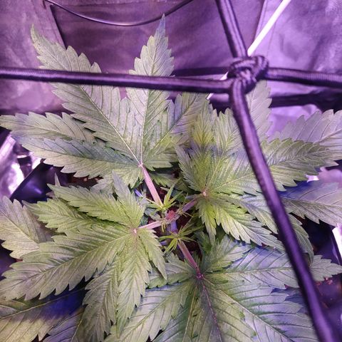 Double Cookies growlog photo: Poda apical