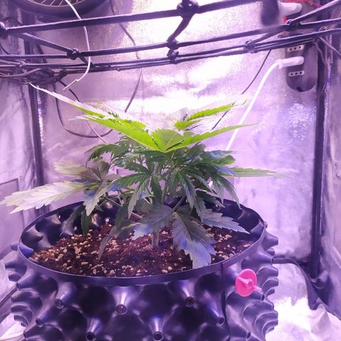 Double Cookies growlog timeline photo