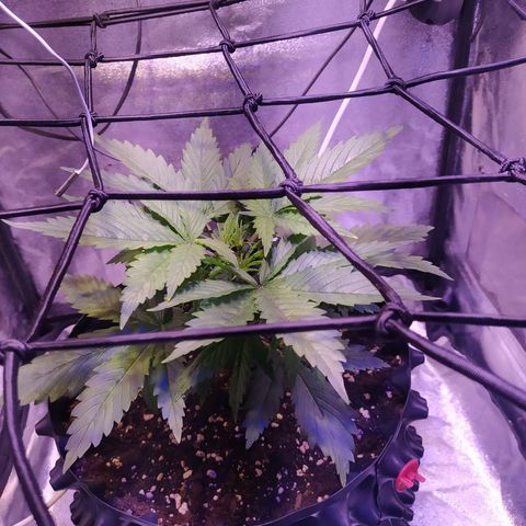 Double Cookies growlog timeline photo