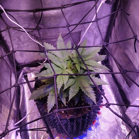 Double Cookies growlog timeline photo