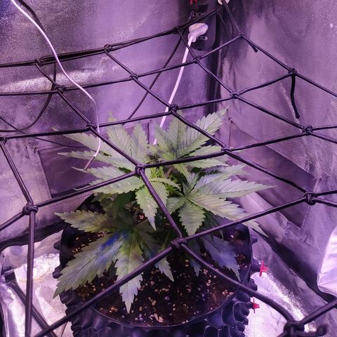 Double Cookies growlog timeline photo