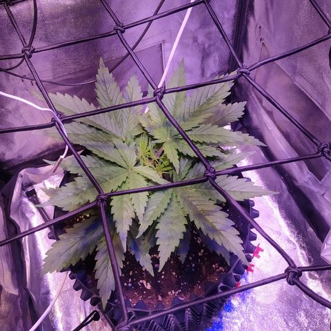 Double Cookies growlog timeline photo