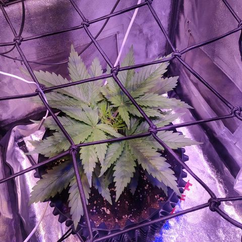Double Cookies growlog timeline photo