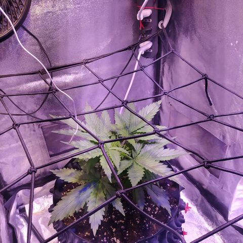 Double Cookies growlog timeline photo