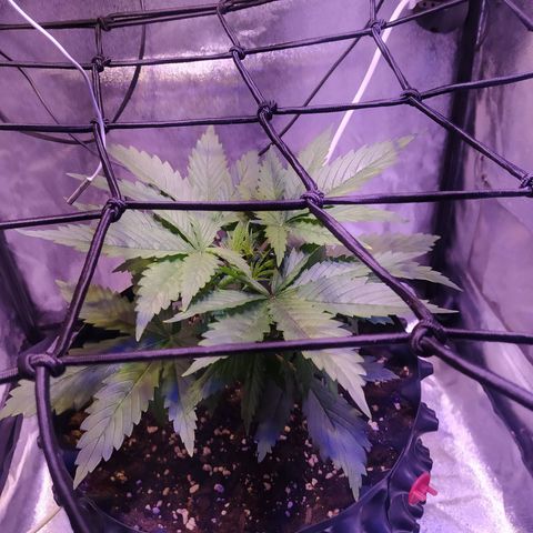 Double Cookies growlog timeline photo