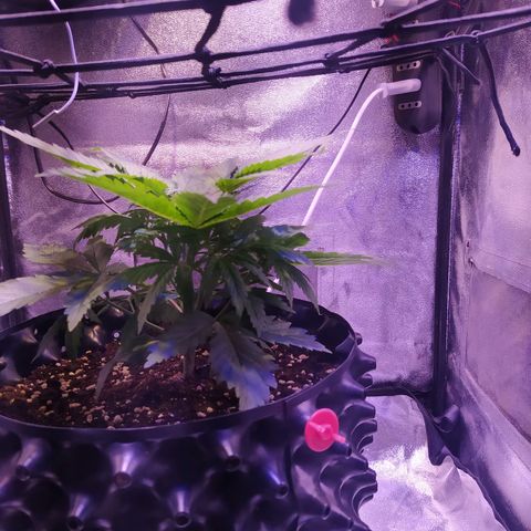 Double Cookies growlog timeline photo